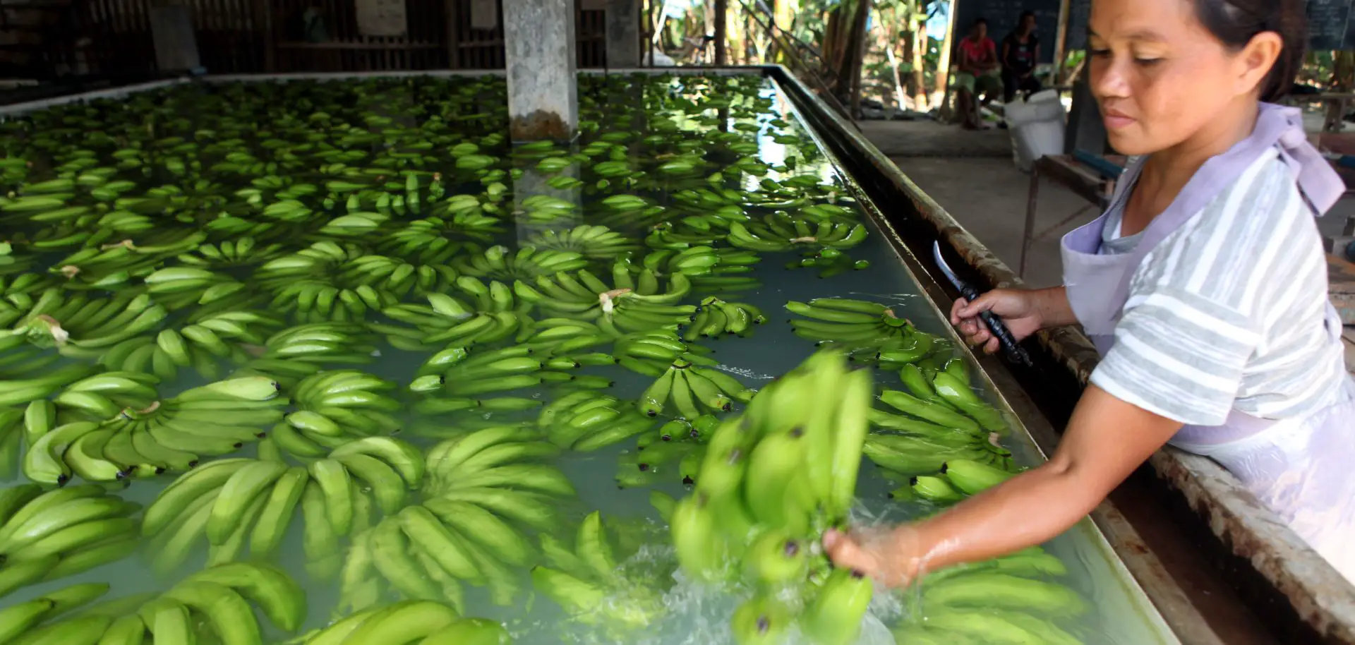Filipino worker processes bananas for export. 