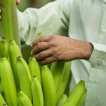 Warning: World’s First GMO Bananas Have Approved for Export to the U.S. Here is How to Avoid Them