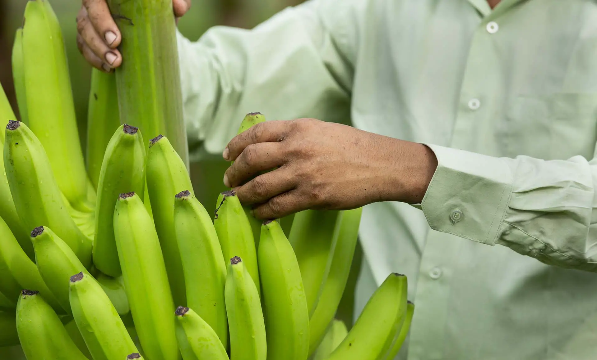 Bananas are being genetically modified and could be exported to the United States from the Philippines. 