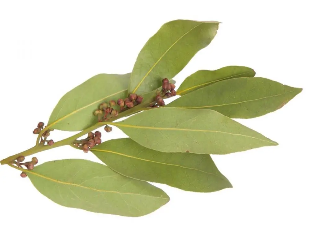 Bay laurel leaf benefits number in the hundreds if not thousands. 