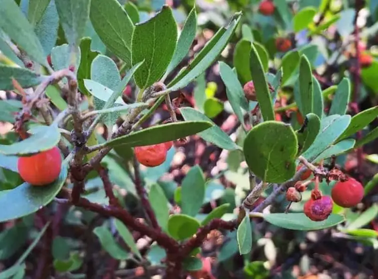 The Spring is scheduled to begin on March 19 of this year. Here are five plants worth foraging for this winter. 