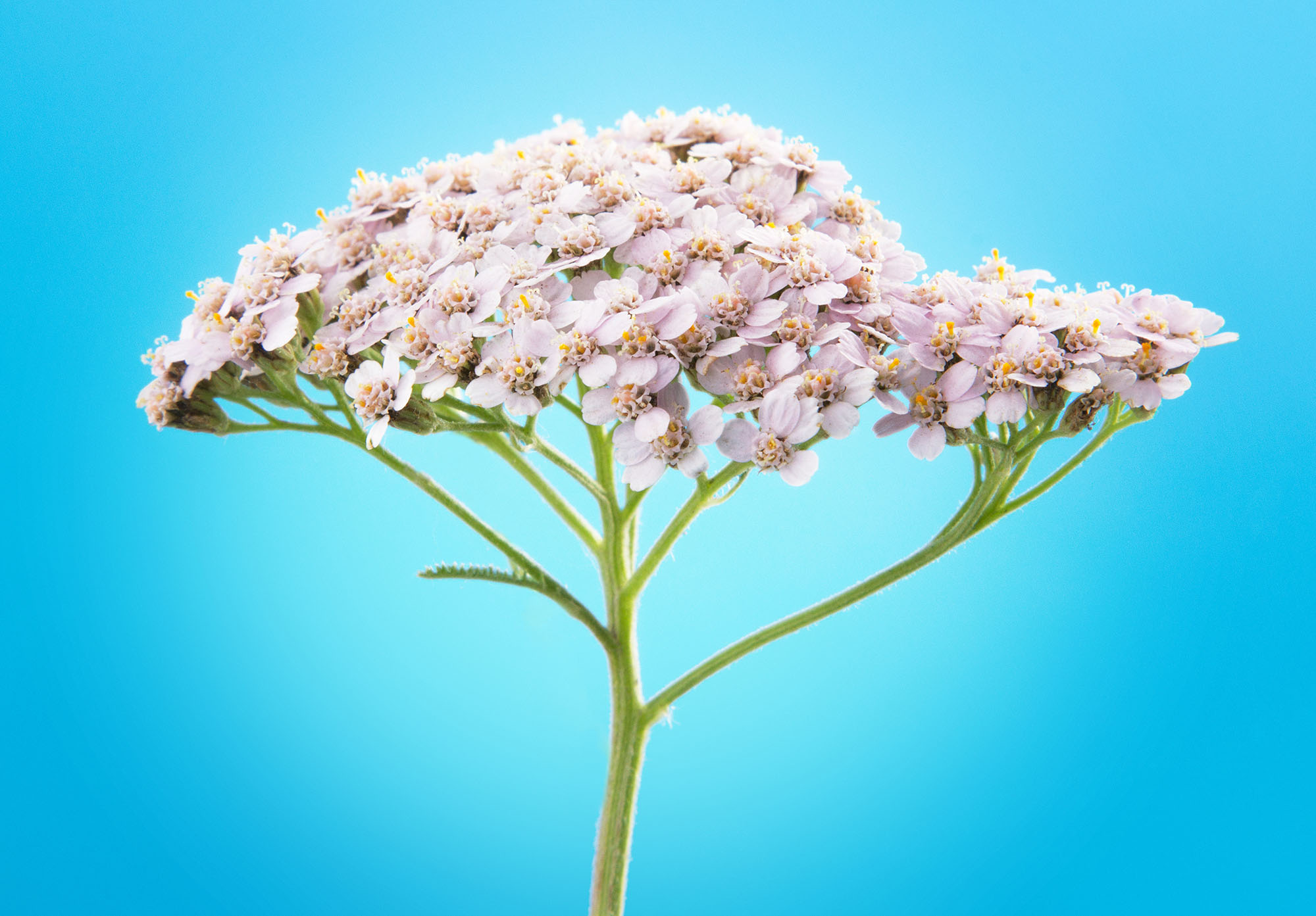 Yarrow Shield is one of the amazing products offered by Freedom Flowers. 