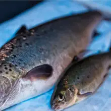 Petition Launched to Stop ‘Unlabeled, Unlawful’ GMO Salmon From Reaching U.S. Restaurants