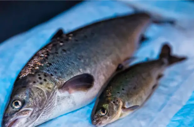 GMO salmon being sold unlabeled. 