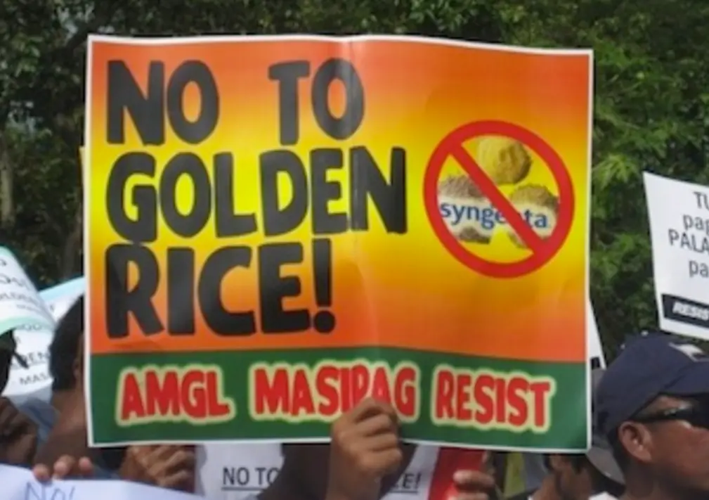 Genetically modified golden rice protestors. 