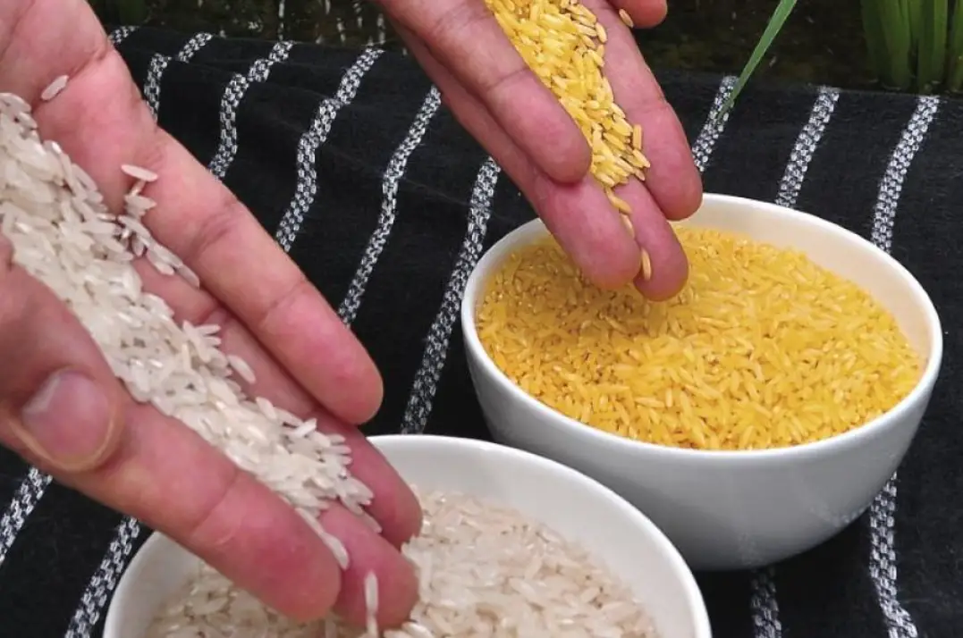 GMO Golden Rice in a photo.